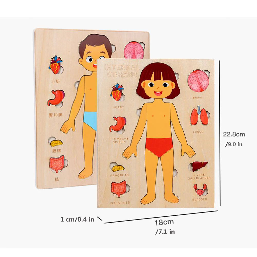 Kids Wooden Montessori Toys Human Body Organs Puzzles Educational Toy Preshool Kindergarten Learning Activities Busy Board