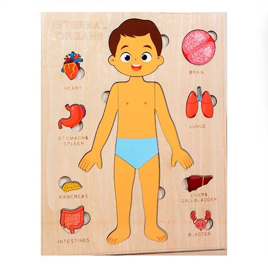 Kids Wooden Montessori Toys Human Body Organs Puzzles Educational Toy Preshool Kindergarten Learning Activities Busy Board