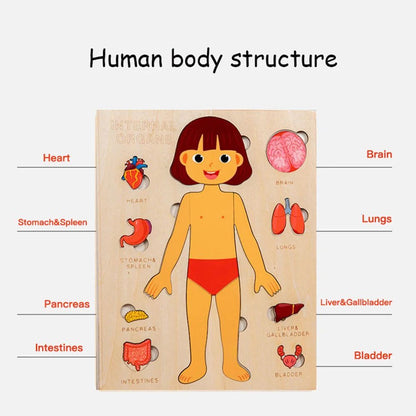 Kids Wooden Montessori Toys Human Body Organs Puzzles Educational Toy Preshool Kindergarten Learning Activities Busy Board